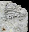 Pair Of Crinoids (Platycrinites) - Huntsville, Alabama #57032-1
